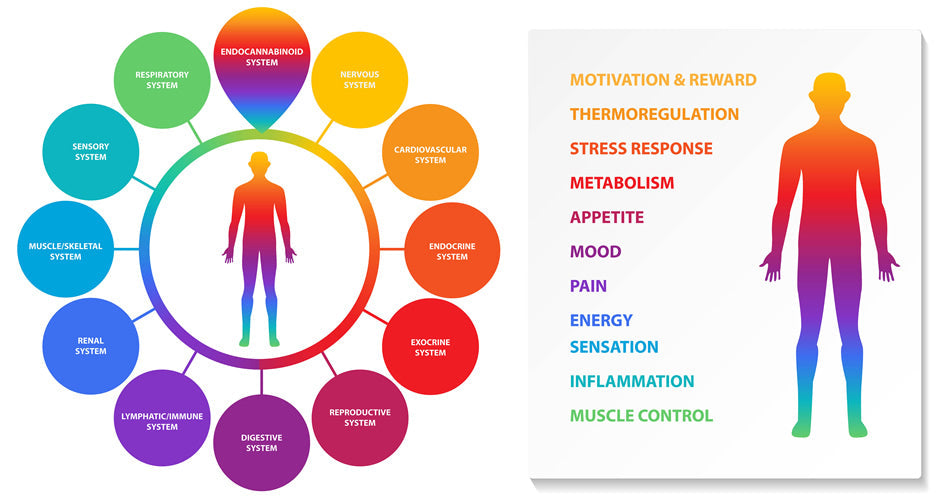 Het menselijke endocannabinoïdesysteem